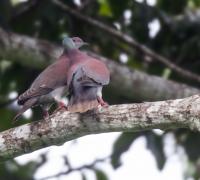 thumb_Pale-Vented Pigeon